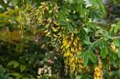 2048x1365-Laburnocytisus-Adamii-LI3877185-5e258c6 (1)